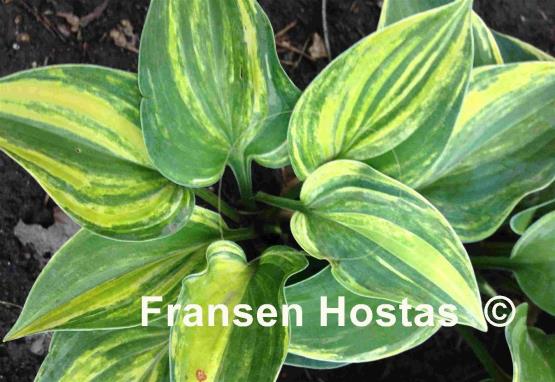 Hosta Special Forces